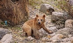 Çukurca'da aç kalan ayılar mahallede korku dolu anlar yaşattı