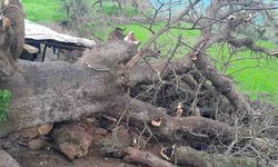 Derecik'te ağaç devrildi 4 keçi telef oldu