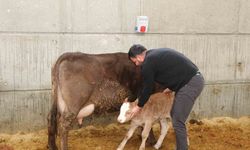 Devlet desteğiyle akıllı ahır kurdu, üretimde verimliliği arttırdı
