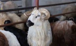 Elazığ'da kurbanlık telaşı erken başladı