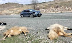 Elazığ’da otomobil sürüye çarptı: 9 koyun telef