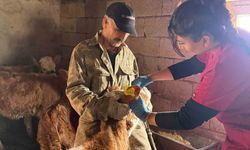 Elazığ'da şap aşılama çalışması devam ediyor