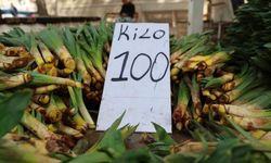 Elazığ’da şifa deposu çiriş otu satışa sunuldu