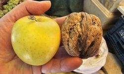 Elma büyüklüğündeki cevizler görenleri şaşırttı