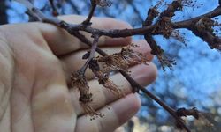 Erzincan’da kayısı üreticisi endişeli: Çiçekler karardı