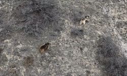Erzincan'da kış uykusundan uyanan ayılar drone ile görüntülendi
