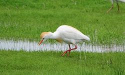 Göçmen kuşlar Muş Ovası'nı renklendirdi