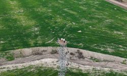 Göçmen misafirler Elazığ’ı şenlendirdi