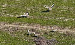 Havalar ısındı, toy kuşları Muş Ovasında görülmeye başladı