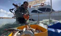 İnci kefali için kritik dönem: Kaçak avlanana 16 bin TL ceza