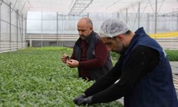 Jeotermal seralarda yetişen çiçekler kente renk katıyor