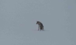 Karla kaplı arazide yalnız kurt sürprizi