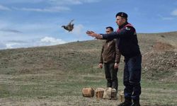 Kars'ta kaçak avcılara darbe: 51 canlı keklik özgürlüğüne kavuştu