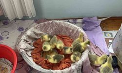 Kars’ta kazlar kuluçkaya yattı, köylerde yoğun mesai başladı