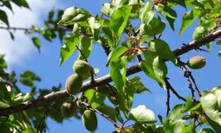 Kayısıda çağla dönemi: Üretici umutlu