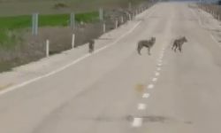 Kemah'ta kurt sürüsü görüntülendi