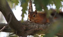 Kızıl sincap piknikçilerin neşesi haline geldi