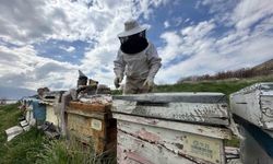 Kovanlarda hareketlilik: Yavru ve besleme dönemi başladı