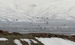 Kuşlar rüzgarla adeta dans etti