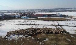 Kuzular doğdu, besicilerde tatlı telaş başladı