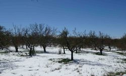 Malatya'da kayısıda don endişesi yaşanıyor