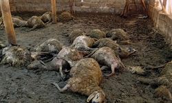 Malatya’da kurt saldırısı: 30 koyun telef oldu