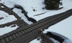 Merakla başladı, kaçışla bitti: Kars’ta ayı ve drone karşılaşması