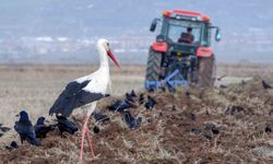 Meteorolojiden çiftçilere kritik uyarı: Zirai don bekleniyor
