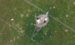 Muş Ovası'nda doğa canlanıyor: Leylekler kuluçka hazırlığında