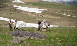 Muş'ta çiriş otu köylülerin geçim kapısı oldu