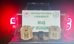 Muş’ta kaçak keklik avına 65 bin lira ceza