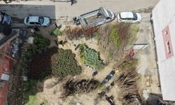 Muş'ta meyve fidanları satışa sunuldu