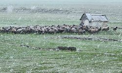 Muş'ta yoğun kar yağışı 22 köy yolunu ulaşıma kapattı