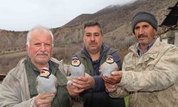 Oltu’da “Baskın Keklik” geleneği: 350 kınalı keklik doğaya salındı