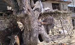 Şiddetli rüzgar Çatak’ta ceviz ağacını devirdi, ahır zarar gördü