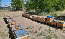 'Süper gıda' arı sütü Malatya'da mercek altına alınıyor