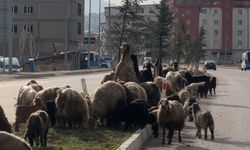 Sürü yolu kesti: Sürücüler koyunların otlamasını izledi