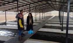Tercan'da alabalık üretim tesisine denetim yapıldı