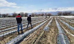Üzümlü'de biber sezonu fidelerle başladı