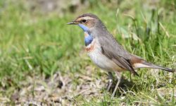 Van Gölü havzası göçmen kuşların uğrak noktası oldu