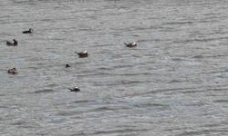 Van Gölü havzasında nadir görülen  'Mavi Gaga' heyecanı