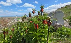 Van'da açan ters laleler hayran bıraktı