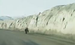 Van'da kara yoluna inen ayı görüntülendi