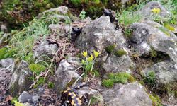 Yağışlar başladı, böcekler iş başı yaptı