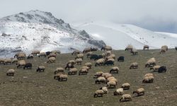 Yüksekova'da küçükbaş hayvanlar otlaklara kavuştu