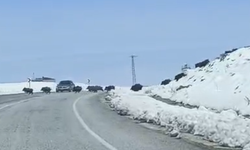 Ahlat’ta domuz sürüsü yola indi, sürücüler zor anlar yaşadı