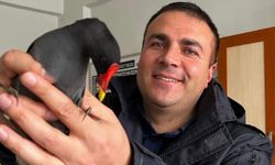 Tatvan’da yaralı saz tavuğu tedavi edilip doğaya salındı