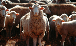 Bitlis’te kurban bağışı çağrısı: Cansuyu hisse bedellerini açıkladı
