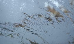 Bitlis’te kar yerini dona bıraktı: Vatandaşlar zirai don endişesi yaşıyor