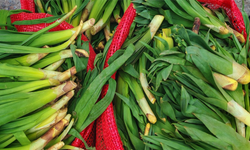 Ahlat’ta çiriş fiyatı sert düştü: 200 TL’den 35 TL’ye geriledi